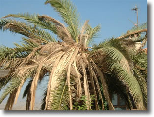 charancon-palmier-degats