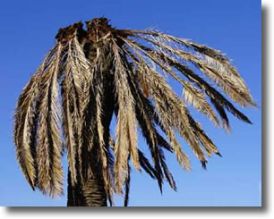 Palmier attaqué par le Charancon Palmier attaqué par le Charancon